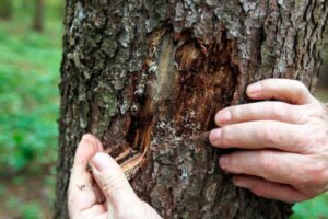 Как защитить деревья от короеда