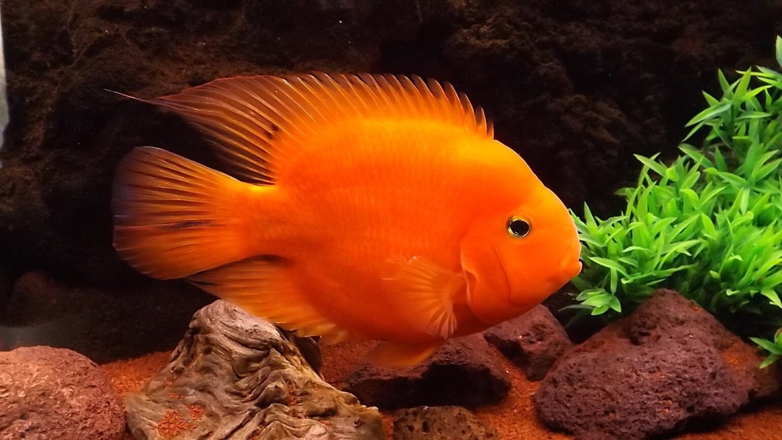 Оранжевая аквариумная рыбка. Цихлида попугай красный. Ред Паррот цихлида. Красный попугай цихлида рыбка. Аквариумные рыбки цихлиды попугаи.