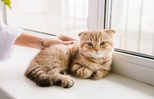 Мочекаменная болезнь у кошек: рекомендации по профилактике