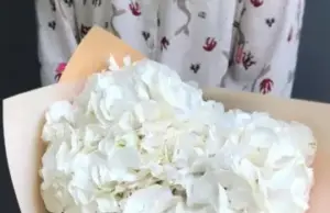 Гортензии: привлекательные и многогранные цветы