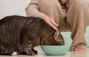 Подготовка к приобретению кошки: необходимые зоотовары