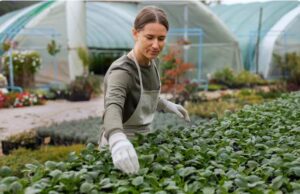 Теплицы из поликарбоната: особенности, преимущества и уход